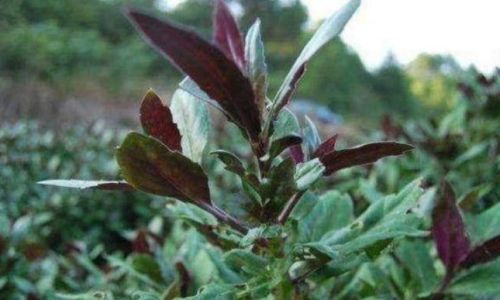 Exploring the Exotic Green Delight:What is Purple-Backed Vegetable Gynura bicolor)