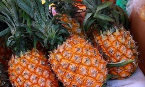 Edible Parts of the Wild Pineapple:A Comprehensive Guide