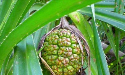 Edible Parts of the Wild Pineapple:A Comprehensive Guide