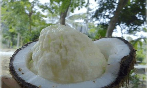 How to Determine if a Coconut Has Gone Bad