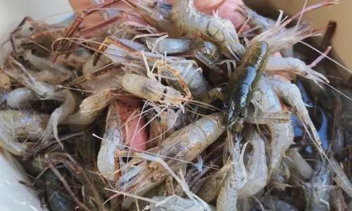 The Ultimate Guide to Preserving Shrimp:Techniques to Maintain Freshness,Flavor,and Texture