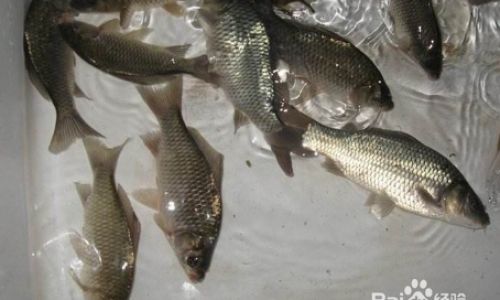 Refrigeration vs.Freezing:The Optimal Storage Methods for Processed Fish
