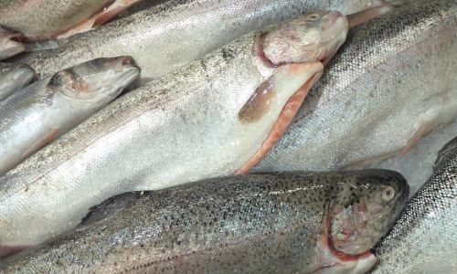 Refrigeration vs.Freezing:The Optimal Storage Methods for Processed Fish