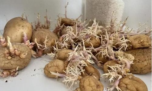 Expert Tips to Keep Carrots Fresh and Sprout-Free:A Comprehensive Guide to Long-Term Storage