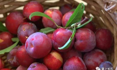 Preserving Plums:Expert Techniques for Extending Freshness and Flavor