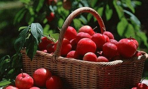 Preserving Plums:Expert Techniques for Extending Freshness and Flavor