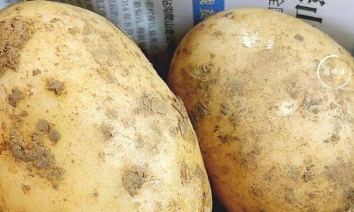 Effective Methods to Prevent Potatoes from Sprouting:A Comprehensive Guide to Long-Term Storage