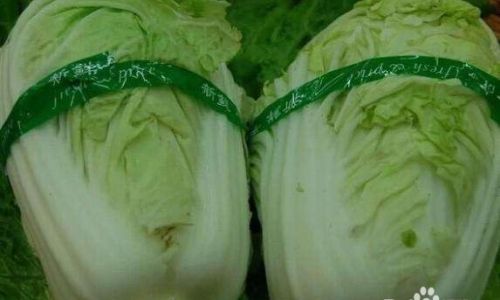 The Ultimate Guide to Storing Napa Cabbage:Techniques for Longevity and Freshness