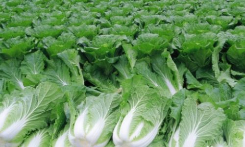 The Ultimate Guide to Storing Napa Cabbage:Techniques for Longevity and Freshness