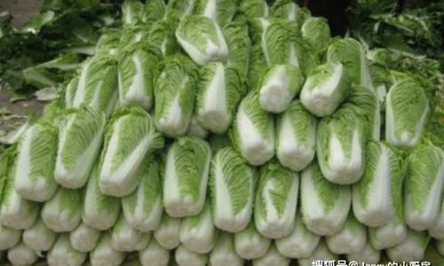 The Ultimate Guide to Storing Napa Cabbage:Techniques for Longevity and Freshness