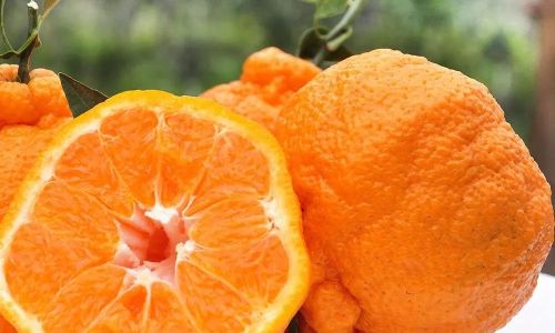 The Enigmatic Origins and Global Journey of the Ugli Fruit:Jamaicas Citrus Delight