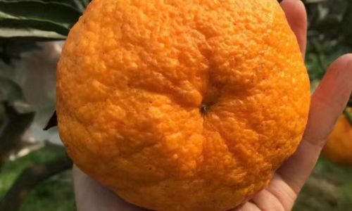The Enigmatic Origins and Global Journey of the Ugli Fruit:Jamaicas Citrus Delight
