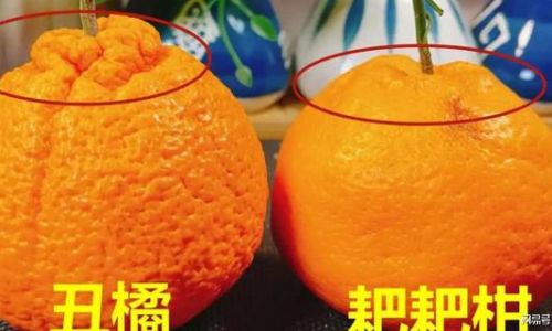 The Distinctive Differences Between Ugly Citrus and Babagan:A Comprehensive Guide