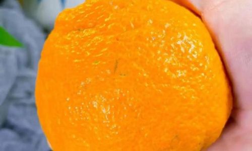 The Distinctive Differences Between Ugly Citrus and Babagan:A Comprehensive Guide