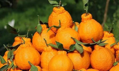 The Distinctive Differences Between Ugly Citrus and Babagan:A Comprehensive Guide