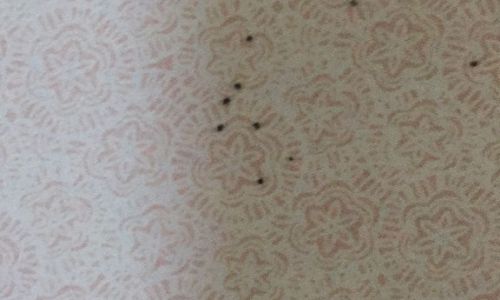 The Enigma of Insect Droppings Tea:Unraveling the Origins and Allure of 虫屎茶