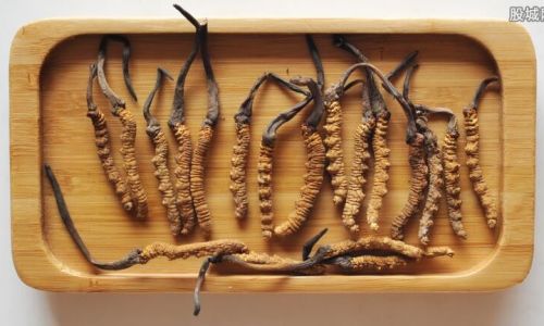The Ultimate Guide to Consuming Cordyceps:Methods,Benefits,and Precautions