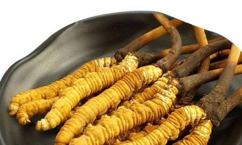 The Ultimate Guide to Consuming Cordyceps:Methods,Benefits,and Precautions