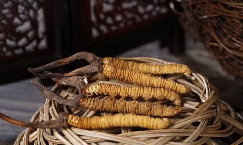 The Ultimate Guide to Consuming Cordyceps:Methods,Benefits,and Precautions
