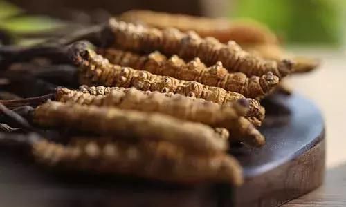 The Ultimate Guide to Consuming Cordyceps:Methods,Benefits,and Precautions