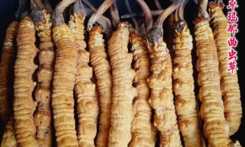 A Comprehensive Guide to Consuming Cordyceps:Methods,Benefits,and Precautions