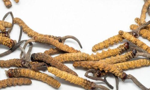 Can Cordyceps Be Frozen?A Comprehensive Guide to Preserving This Prized Fungus