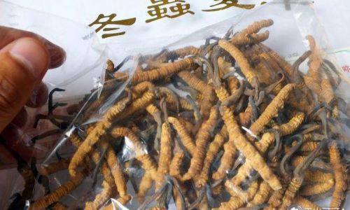 Can Cordyceps Be Frozen?A Comprehensive Guide to Preserving This Prized Fungus