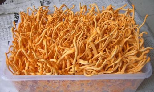 What Is Cordyceps Militaris?
