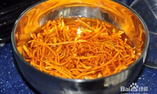 What Is Cordyceps Militaris?