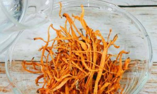What Is Cordyceps Militaris?