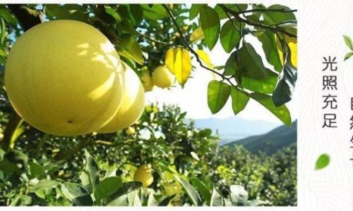 The Optimal Season to Savor Grapefruit:A Guide to Peak Flavor and Health Benefits