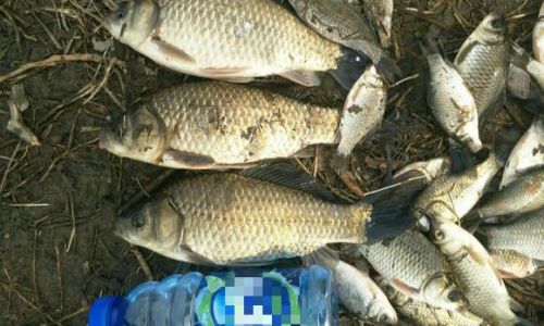 How Long Can You Safely Store Leftover Fish?A Comprehensive Guide to Shelf Life and Food Safety