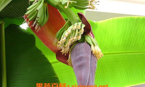 Mastering the Art of Cooking Delicious Banana Blossoms