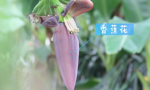 Mastering the Art of Cooking Delicious Banana Blossoms