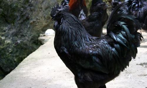 How to Prepare a Nourishing Chicken Soup for Pregnant Women:A Comprehensive Guide