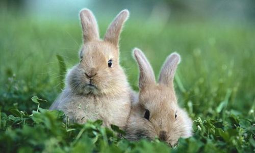 Mastering the Art of Cooking Rabbit Meat:Tips for a Delightful Culinary Experience