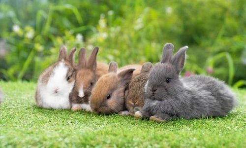 Mastering the Art of Cooking Rabbit Meat:Tips for a Delightful Culinary Experience