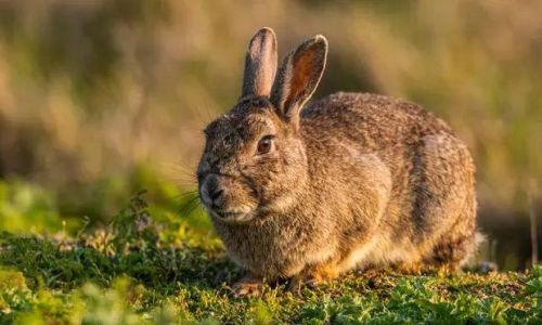 Mastering the Art of Cooking Rabbit Meat:Tips for a Delightful Culinary Experience