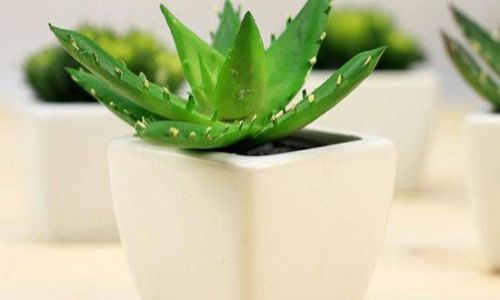 Simple Preservation Techniques for Coconut Milk and Aloe Vera:Keeping Freshness Intact