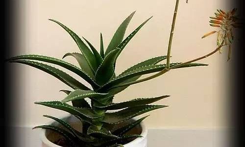 Simple Preservation Techniques for Coconut Milk and Aloe Vera:Keeping Freshness Intact