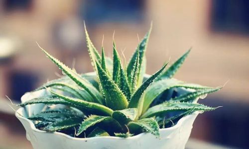 Simple Preservation Techniques for Coconut Milk and Aloe Vera:Keeping Freshness Intact