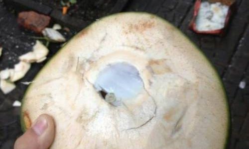 How to Open a Young Coconut Coconut Water)A Comprehensive Guide