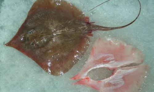 Processing Dried Ray Fish:A Comprehensive Guide