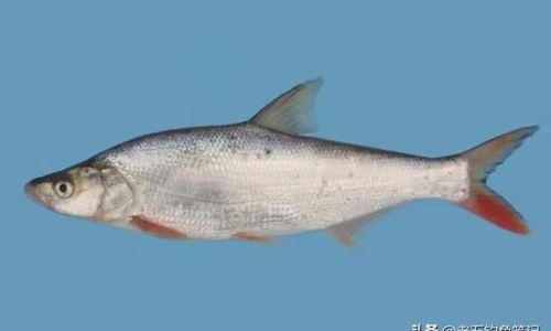 Processing Dried Ray Fish:A Comprehensive Guide