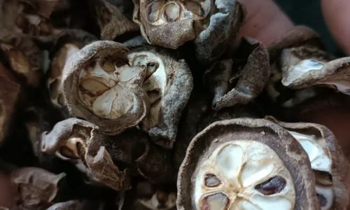How to Tell if Kidney Beans Are Properly Cooked