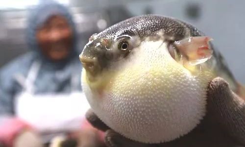 Culturing Pufferfish:A Delicate Debate on Its Classification as Seafood