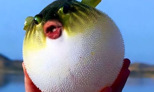 Culturing Pufferfish:A Delicate Debate on Its Classification as Seafood