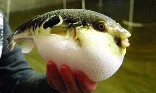 Culturing Pufferfish:A Delicate Debate on Its Classification as Seafood
