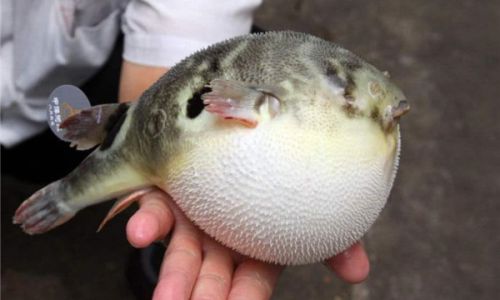Culturing Pufferfish:A Delicate Debate on Its Classification as Seafood