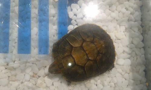 Which Turtle Species Bring the Best Fortune?An Insightful Guide